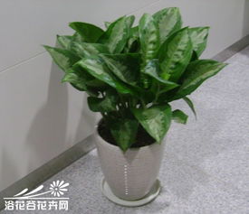 雅麗皇后的養(yǎng)殖方法和注意事項,如意皇后的養(yǎng)殖方法和注意事項,如意皇后養(yǎng)殖方法和注意事項有毒嗎