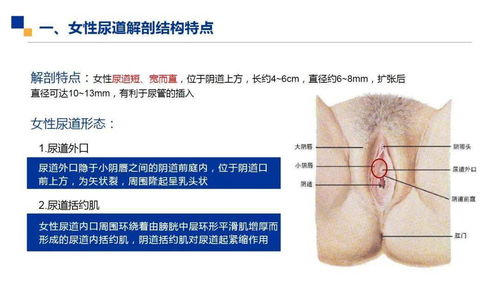 女病人導(dǎo)尿的注意事項及方法