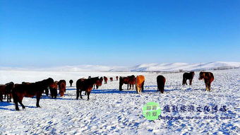 內(nèi)蒙旅游注意事項(xiàng),去內(nèi)蒙注意事項(xiàng),內(nèi)蒙飲食注意事項(xiàng)