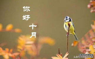 立秋養(yǎng)生注意事項(xiàng),秋季養(yǎng)生注意事項(xiàng),白露的養(yǎng)生和注意事項(xiàng)
