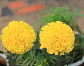 盆栽的菊花怎么養(yǎng)殖方法和注意事項