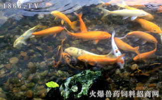 家里養(yǎng)鯽魚注意事項(xiàng),魚缸養(yǎng)紅鯽魚注意事項(xiàng),釣鯽魚注意事項(xiàng)