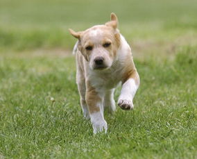 母犬導(dǎo)尿術(shù)注意事項(xiàng)
