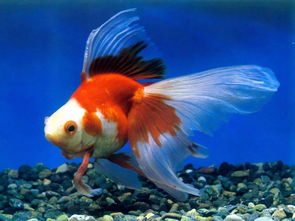 金魚喂養(yǎng)注意事項(xiàng),金魚的養(yǎng)殖方法和注意事項(xiàng),泰獅金魚注意事項(xiàng)