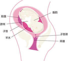 懷孕35周了應(yīng)該注意事項