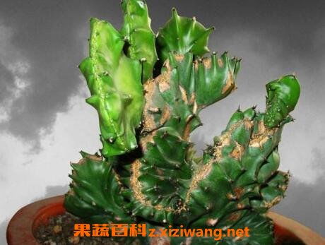 麒麟,繁殖,注意事項(xiàng),方法