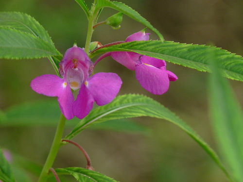鳳仙花,養(yǎng)殖,注意事項(xiàng),方法