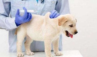狗狗剛到家注意事項