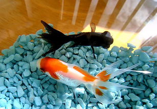 養(yǎng)紅草魚(yú)的注意事項(xiàng),魚(yú)缸養(yǎng)草魚(yú)能養(yǎng)大嗎,養(yǎng)小紅草魚(yú)的注意事項(xiàng)