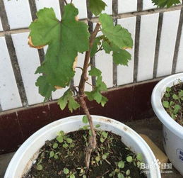 盆栽,養(yǎng)殖,菊花,注意事項