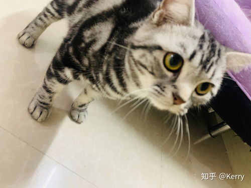 英短飼養(yǎng)注意事項(xiàng),英短折耳貓飼養(yǎng)注意事項(xiàng),飼養(yǎng)美短貓注意事項(xiàng)