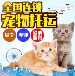 貓咪運(yùn)輸注意事項