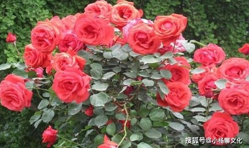 移栽,月季,注意事項(xiàng)