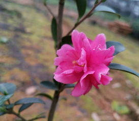 紅掌家庭養(yǎng)殖方法及注意事項,茶梅的養(yǎng)殖方法和注意事項,家庭金桔樹的養(yǎng)殖方法和注意事項