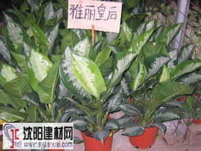 皇后,養(yǎng)殖,注意事項,雅麗