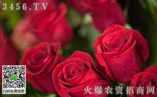 玫瑰花,養(yǎng)殖,注意事項,冬天