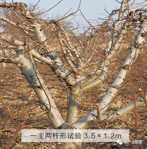 桃樹,注意事項(xiàng),冬季