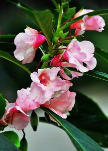鳳仙花的養(yǎng)殖方法和注意事項(xiàng)