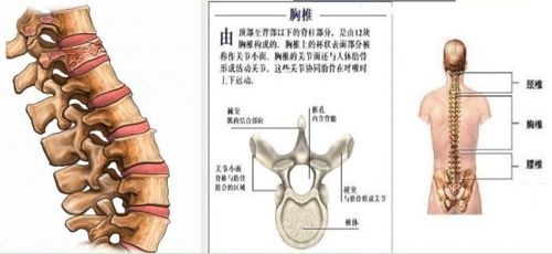 術(shù)后,注意事項(xiàng),壓縮,性骨折