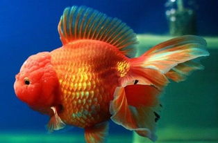 獅子頭金魚(yú)家庭飼養(yǎng)注意事項(xiàng)