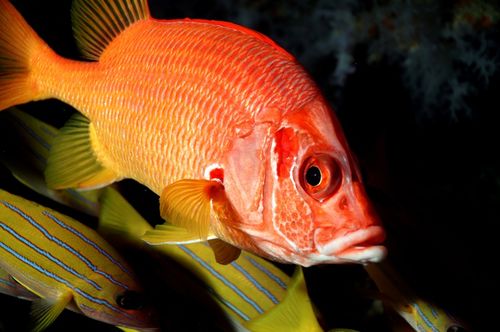 養(yǎng)慈鯛魚的注意事項(xiàng),養(yǎng)馬犬的注意事項(xiàng),個(gè)人養(yǎng)馬注意事項(xiàng)