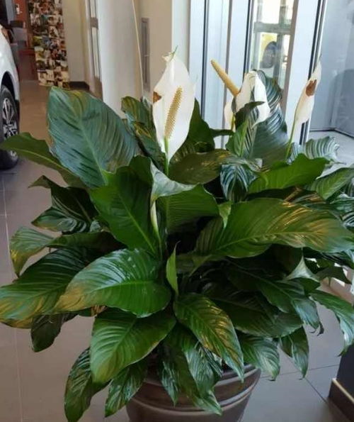 開(kāi)花,注意事項(xiàng)