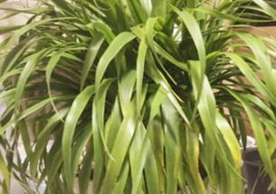金邊龍血樹(shù)的養(yǎng)殖方法和注意事項(xiàng),龍血樹(shù)的養(yǎng)殖方法和注意事項(xiàng),海南龍血樹(shù)的養(yǎng)殖方法和注意事項(xiàng)