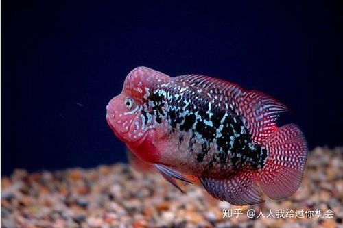羅漢魚(yú)怎么養(yǎng)注意事項(xiàng)