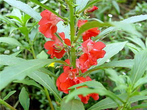 鳳仙花的養(yǎng)殖方法和注意事項(xiàng)有哪些,非洲鳳仙花的養(yǎng)殖方法和注意事項(xiàng),重瓣鳳仙花的養(yǎng)殖方法和注意事項(xiàng)
