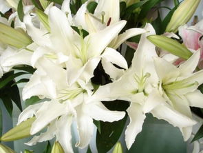 水養(yǎng)百合花的養(yǎng)殖方法和注意事項(xiàng),百合花水養(yǎng)方法和注意事項(xiàng),百合花種子水養(yǎng)方法和注意事項(xiàng)