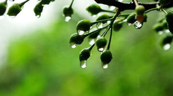 小區(qū)梅雨季節(jié)注意事項