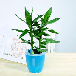 觀音竹的水培養(yǎng)殖方法和注意事項(xiàng)