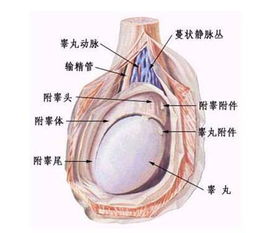 睪丸和附睪炎注意事項(xiàng)