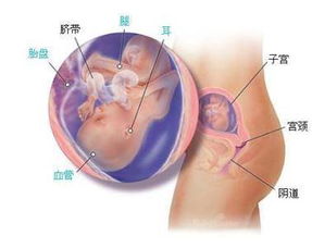 懷孕第十八周注意事項(xiàng)