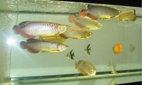 龍魚(yú)的養(yǎng)殖方法和注意事項(xiàng),黑桃A和龍魚(yú)混養(yǎng)注意事項(xiàng),曼龍魚(yú)飼養(yǎng)注意事項(xiàng)