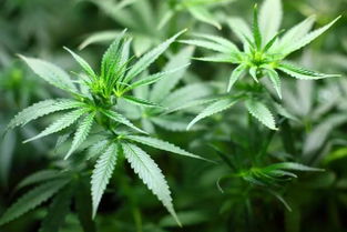 神夫草注意事項(xiàng)