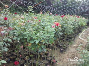 室內(nèi)睡蓮的種植方法和注意事項(xiàng),月季苗種植方法和注意事項(xiàng),樹狀月季種植注意事項(xiàng)