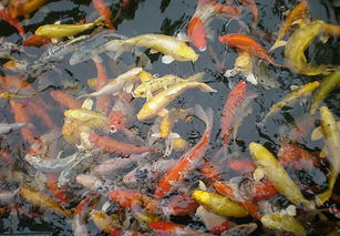鯽魚,注意事項(xiàng),養(yǎng)好錦