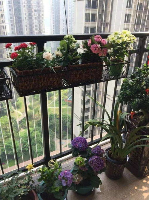 陽臺,注意事項(xiàng),養(yǎng)花
