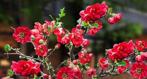 巴西,海棠,養(yǎng)殖,注意事項(xiàng)
