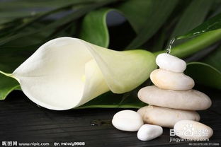 馬蹄蓮水養(yǎng)方法和注意事項盆栽,馬蹄蓮的水養(yǎng)方法和注意事項,水養(yǎng)馬蹄蓮的養(yǎng)殖方法和注意事項