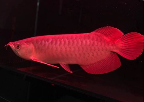 注意事項(xiàng),快遞,龍魚(yú)