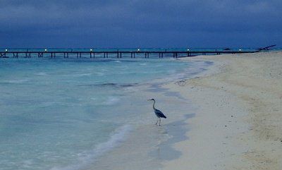 海鳥(niǎo)和魚的故事