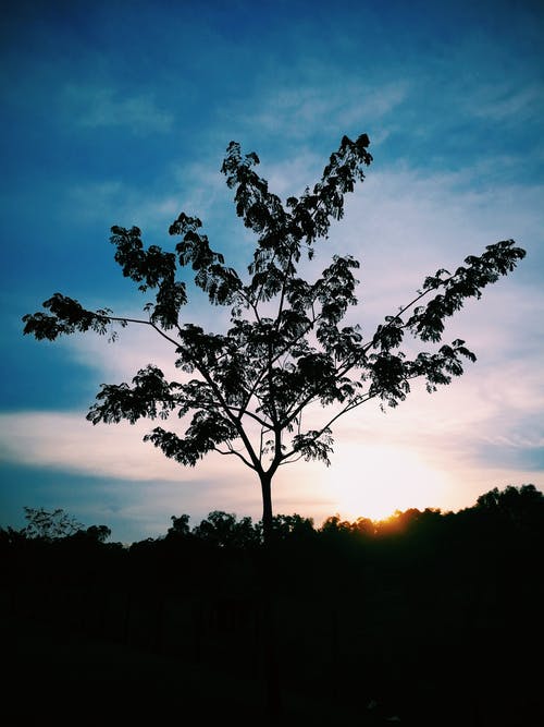 五年級(jí)散文渭河之水樂(lè)悠悠