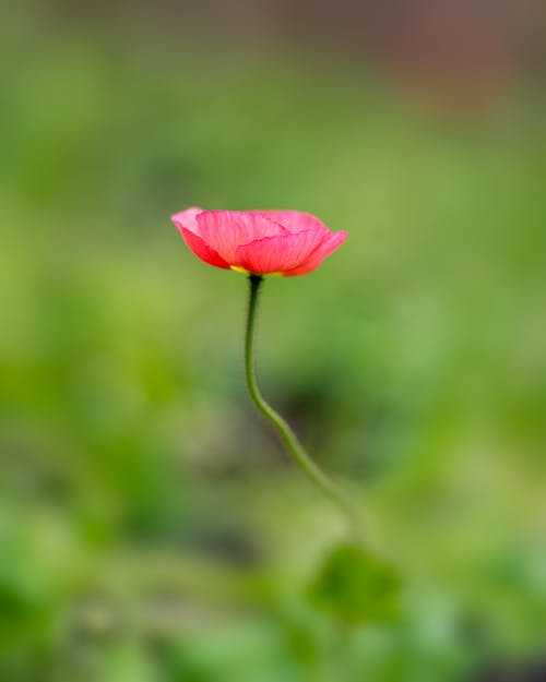 著名的愛(ài)國(guó)詩(shī)歌