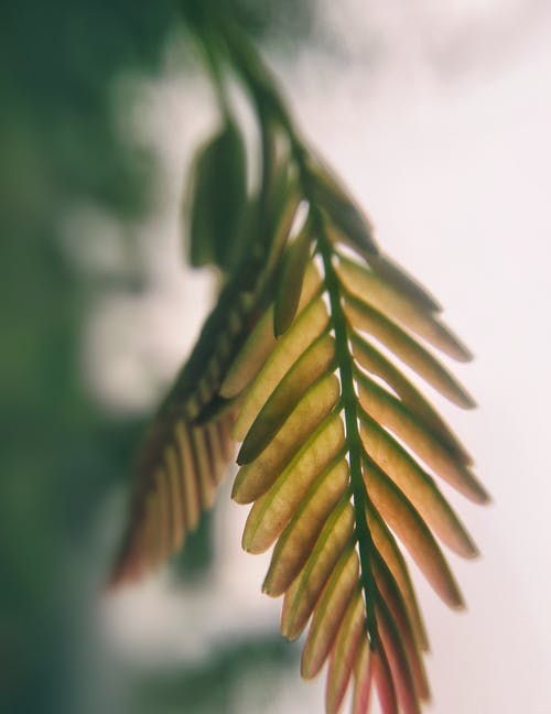形容重陽節(jié)的祝福語句精選