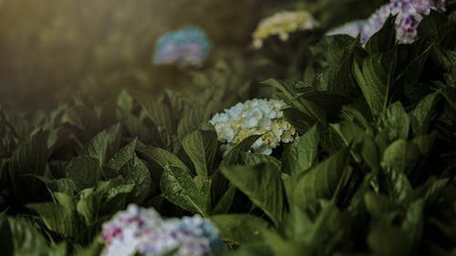 護(hù)花危情經(jīng)典臺(tái)詞