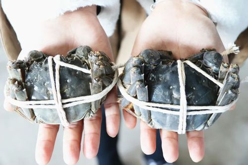 螃蟹幾乎年年火爆，為什么今年卻滯銷了？