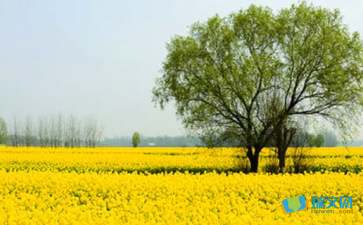 春游隨筆作文600字