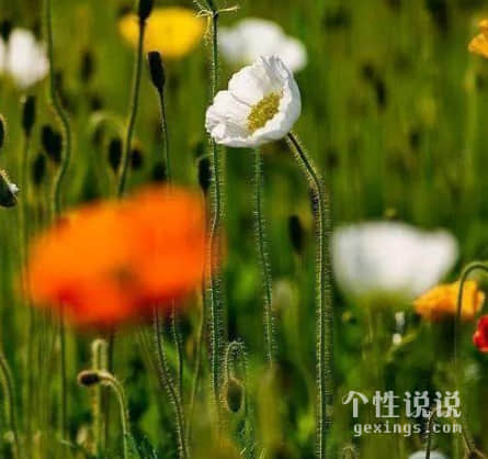 唯美古風小清新的經(jīng)典說說（56條）